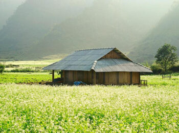 Mộc châu mùa hoa cải