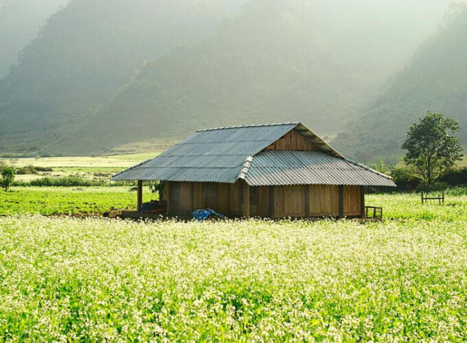 Mộc châu mùa hoa cải